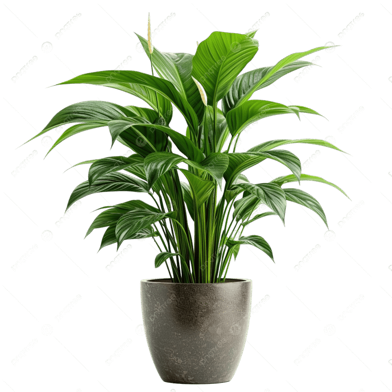 pngtree-indoor-plant-flowerpot3-png-image_14685403